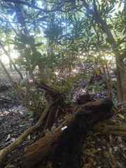 Gloeomucro ventricosus