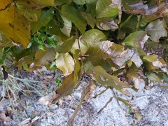 Carya floridana