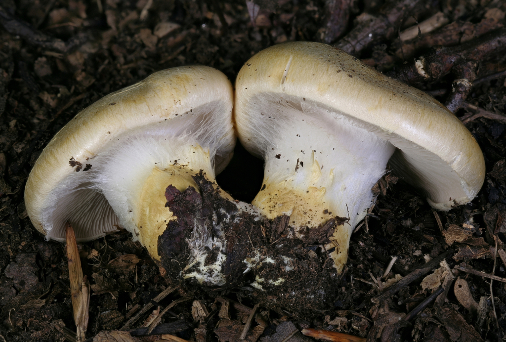 Phlegmacium sp. 'TN01'