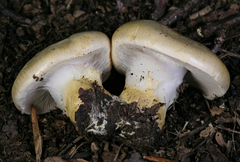 Phlegmacium