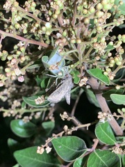 Protorthodes melanopis