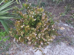 Carya floridana