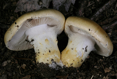 Phlegmacium