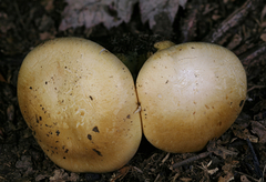 Phlegmacium