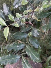 Zanthoxylum davyi