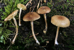 Pholiota stratosa