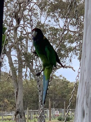 Barnardius zonarius semitorquatus