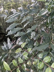 Zanthoxylum davyi