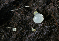 Gloeomucro ventricosus