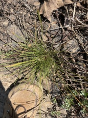 Eleocharis obtusa