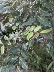 Zanthoxylum davyi