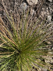 Eleocharis obtusa