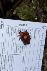 Scutellinia olivascens