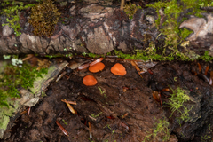 Scutellinia olivascens