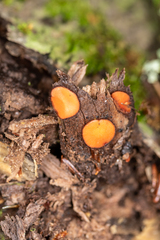 Scutellinia olivascens