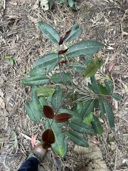 Flindersia bennettii
