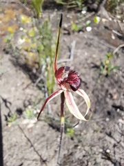 Caladenia reticulata