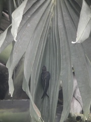 Cypsiurus balasiensis