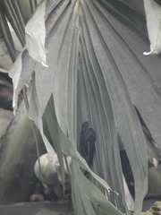 Cypsiurus balasiensis