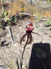 Caladenia reticulata