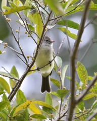 Elaenia flavogaster
