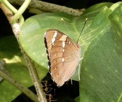 Euthalia nais