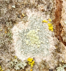 Lecanora strobilina