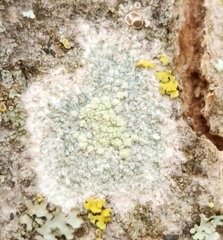 Lecanora strobilina