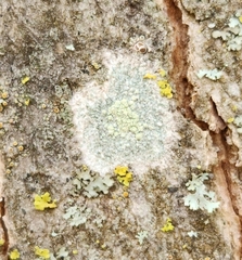 Lecanora strobilina