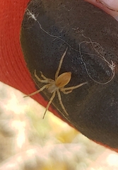 Clubionidae