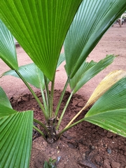 Borassus flabellifer