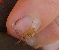 Clubionidae
