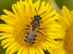 Leuchalictus
