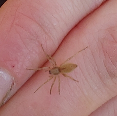 Clubionidae