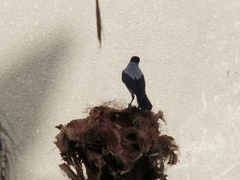 Corvus cornix
