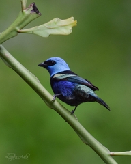 Stilpnia cyanicollis