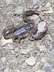 Uroctonus mordax