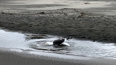 Larus dominicanus dominicanus