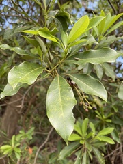 Daphniphyllum oldhami