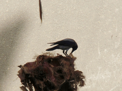 Corvus cornix