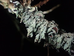 Heterodermia hypoleuca