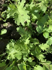 Lactuca sativa