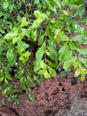 Ilex