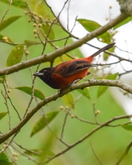 Ramphocelus dimidiatus