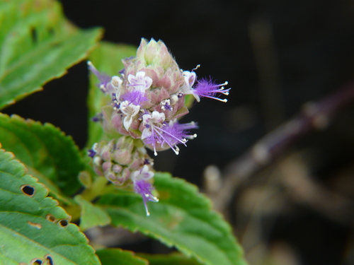 Pogostemon benghalensis