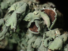 Heterodermia hypoleuca