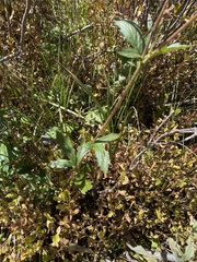 Geum macrophyllum perincisum