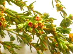Erica axillaris