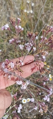 Stevia viscida
