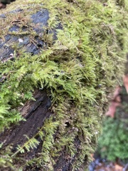 Kindbergia praelonga